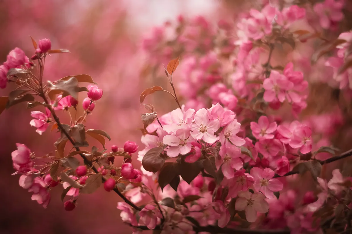 Apple tree in bloom. Pink floral background